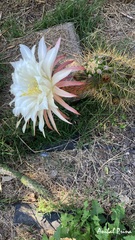 Trichocereus candicans