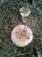 Russula