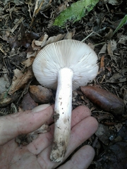 Russula