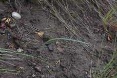 Calochortus macrocarpus