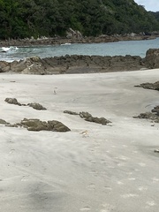 Charadrius obscurus aquilonius