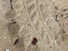 Pseudomethoca oculata