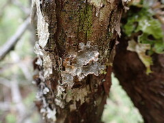 Lobarina scrobiculata