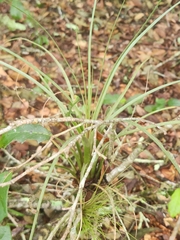 Tillandsia simulata