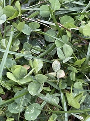 Trifolium