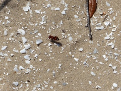 Pseudomethoca oculata