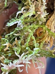 Odontoschisma sphagni