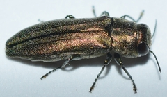 Agrilus pulvereus