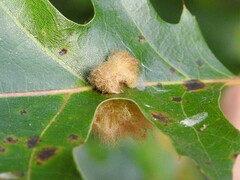 Callirhytis infuscata