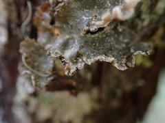 Lobarina scrobiculata