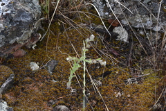 Lappula occidentalis occidentalis