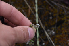 Lappula occidentalis occidentalis