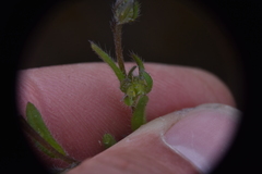 Lappula occidentalis occidentalis