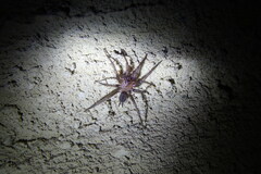 Paraembolides variabilis