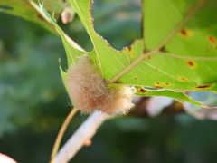 Callirhytis infuscata