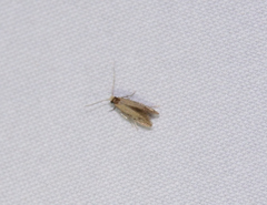 Tineinae