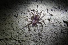 Paraembolides variabilis