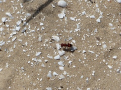 Pseudomethoca oculata