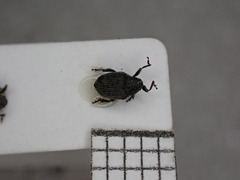 Thamiocolus uniformis