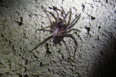 Paraembolides variabilis