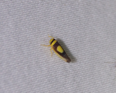 Colladonus clitellarius