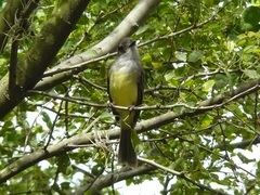 Myiarchus cephalotes