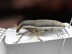 Lixus albomarginatus