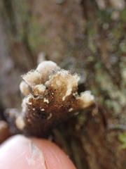 Lobarina scrobiculata