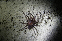 Paraembolides variabilis