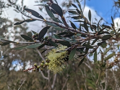 Melaleuca pallida