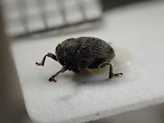 Thamiocolus uniformis