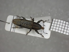 Lixus albomarginatus