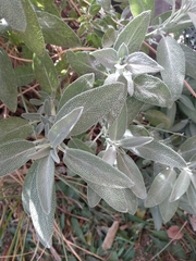 Salvia
