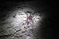 Paraembolides variabilis