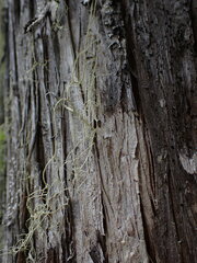 Alectoria sarmentosa