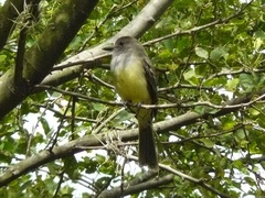 Myiarchus cephalotes