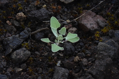 Chenopodium album