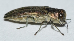 Agrilus pulvereus