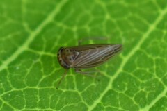 Agallia quadripunctata