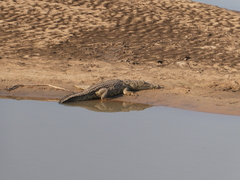 Crocodylus niloticus