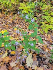 Symphyotrichum drummondii