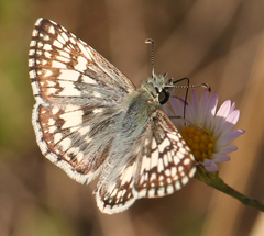 Burnsius communis