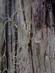 Alectoria sarmentosa