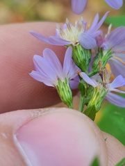 Symphyotrichum drummondii