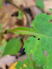 Symphyotrichum drummondii