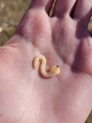 Chrysochroinae