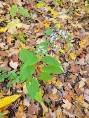 Symphyotrichum drummondii