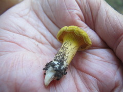 Cantharellus chicagoensis image