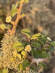 Euphorbia misera
