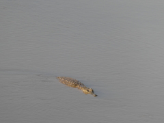 Crocodylus niloticus